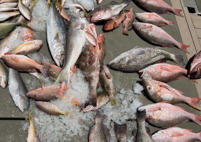 Fish Quest Charters Catch of the Day Key West Charter Fishing