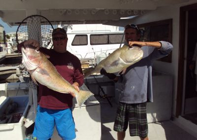 Fish Quest Grouper